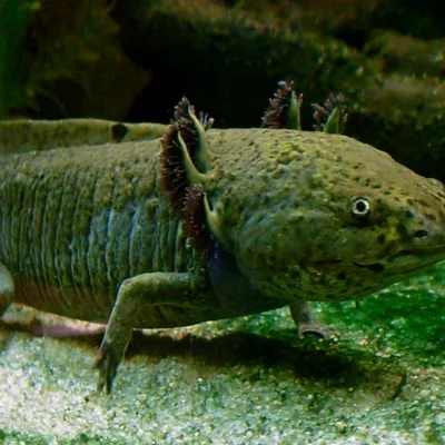 Axolotl resting underwater among green vegetation
