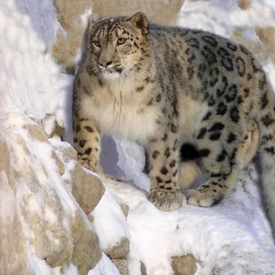 Snow leopard standing on snow-covered rocks