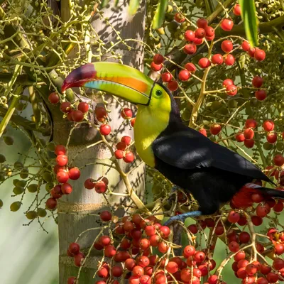 Toucan with a colorful bill perched among red berries